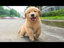 Load and play video in Gallery viewer, Nelke Dog Bed "Rome"
