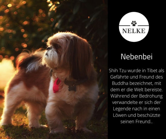 Shih Tzu